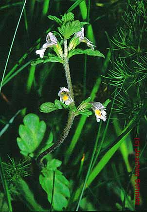 Euphrasia frigida