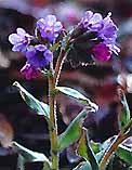 Pulmonaria obscura