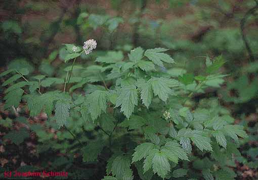 Actaea spicata