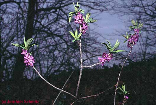 Daphne mezereum