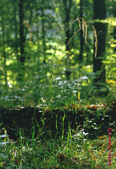 Bromus benekenii