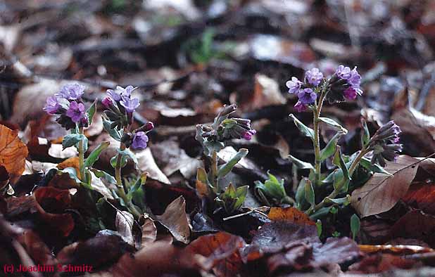 Pulmonaria obscura