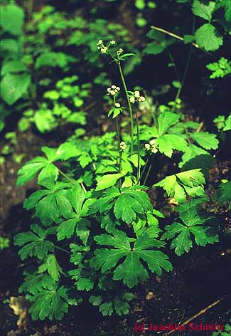 Sanicula europaea