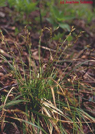 Carex digitata