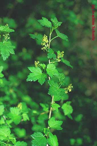 Ribes alpinum