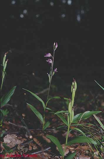 Cephalanthera rubra