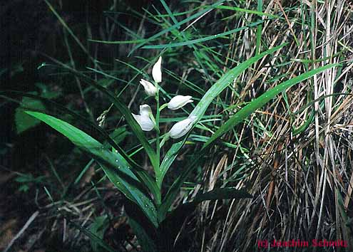 Cephalanthera longifolia