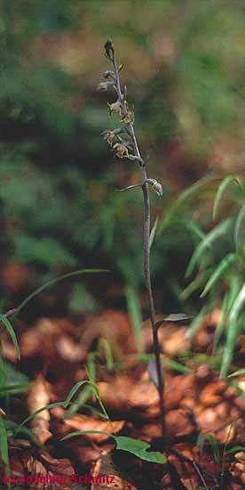 Epipactis microphylla