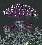 Cirsium palustre