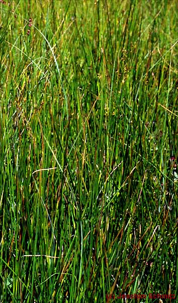 Juncus acutiflorus