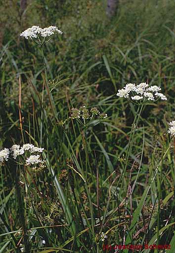 Oenanthe peucedanifolia