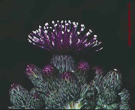 Cirsium palustre