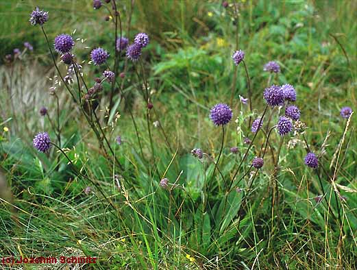 Succisa pratensis