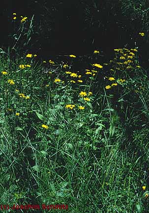 Crepis paludosa