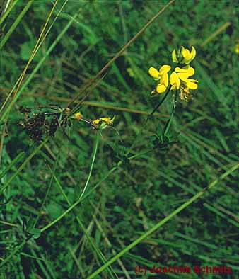 Lotus pedunculatus