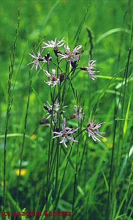 Lychnis flos-cuculi