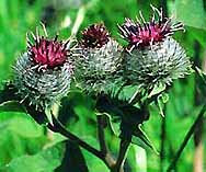 Arctium tomentosum