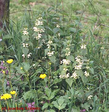 Lamium album