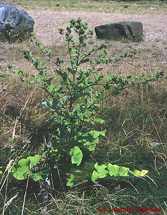 Arctium minus ssp. minus