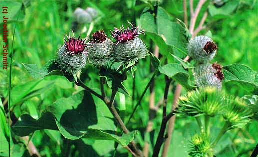 Arctium tomentosum