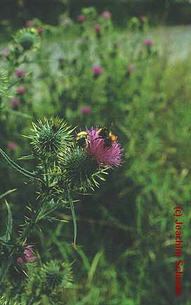 Cirsium vulgare