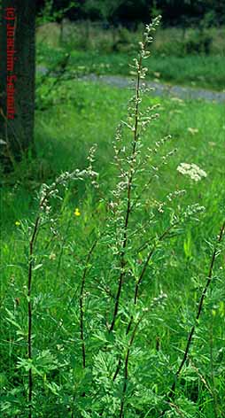 Artemisia vulgaris