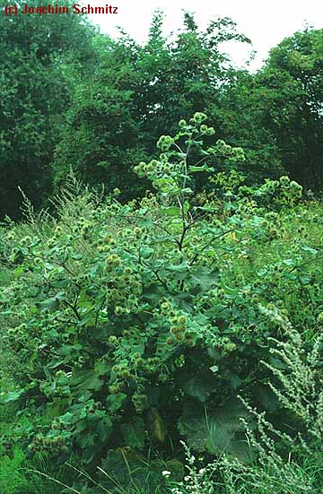 Arctium lappa