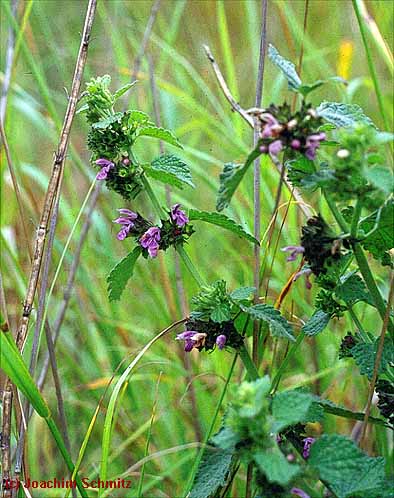 Ballota nigra ssp. meridionalis