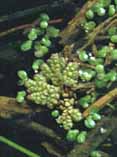 Azolla filiculoides