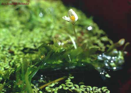 Elodea densa