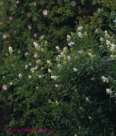 Ligustrum vulgare