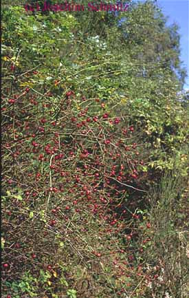 Rosa canina