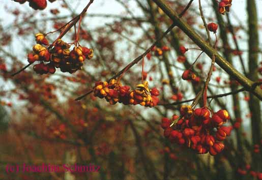 Euonymus europaea