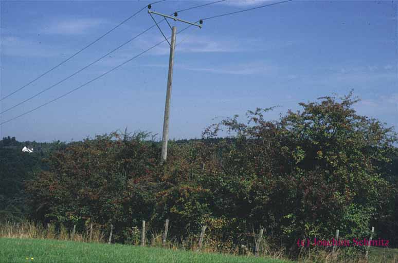 Crataegus-Hecke