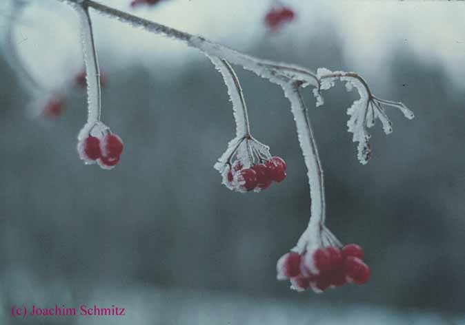 Viburnum opulus