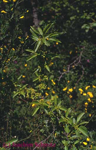 Rhamnus cathartica