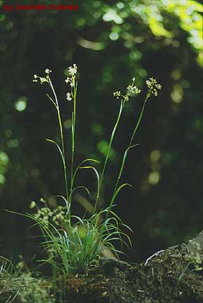 Luzula luzuloides