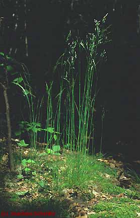 Deschampsia flexuosa