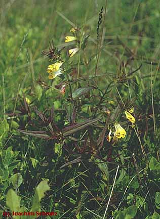 Melampyrum pratense