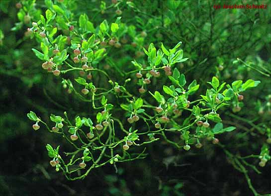 Vaccinium myrtillus