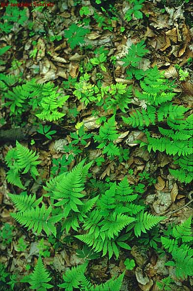 Thelypteris phegopteris + Gymnocarpium dryopteris