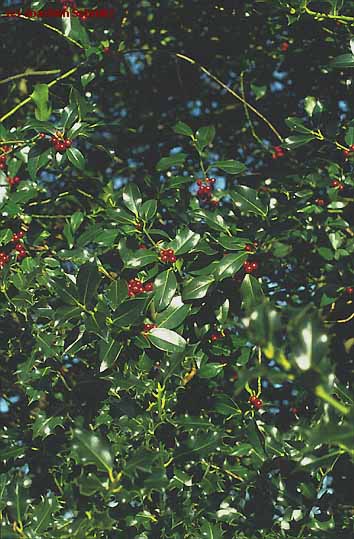 Ilex aquifolium