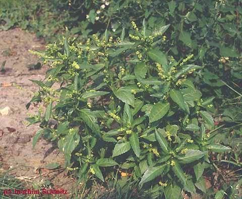 Mercurialis annua