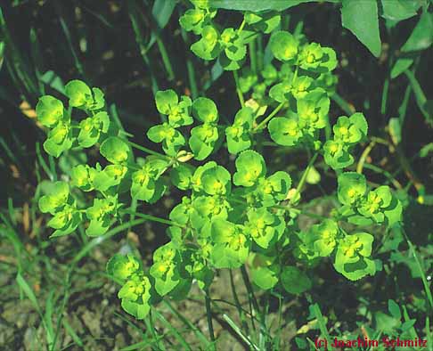 Euphorbia helioscopia