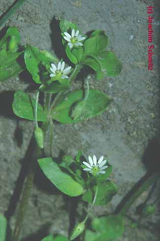 Stellaria media