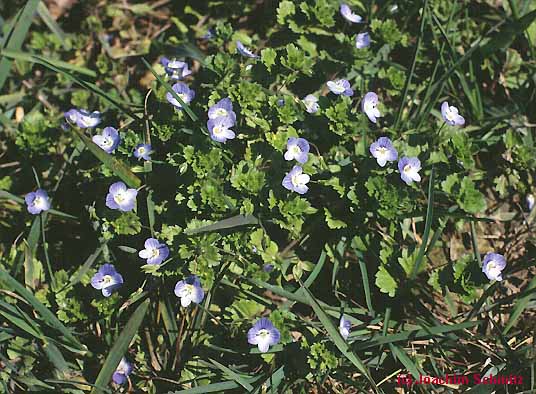 Veronica persica