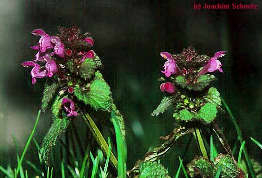 Lamium purpureum