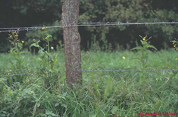 Sonchus asper + oleraceus