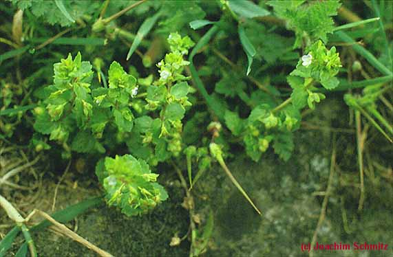 Veronica agrestis