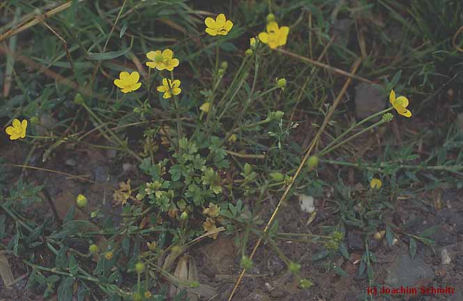 Ranunculus sardous